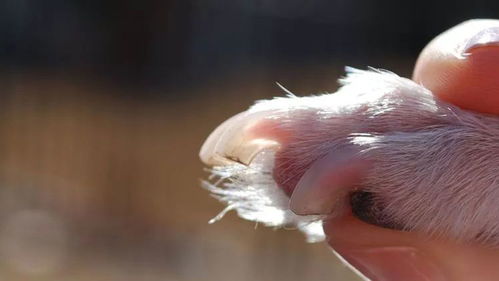 爱犬的指甲怎么修剪才能不出血,剪指甲的注意点有哪些