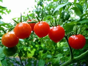 西红柿种植过程和方法,露天西红柿怎样栽