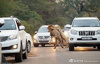 狮子车前捕杀羚羊 摄影师车内开窗超近距离拍摄 