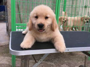 图 最大犬舍 直销各种名犬 小型犬 中型犬 大型犬 包健康 北京宠物狗 