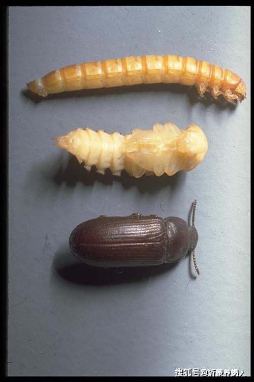 养殖黄粉虫要控制合理的温度,黄粉虫长得快又能减少死亡