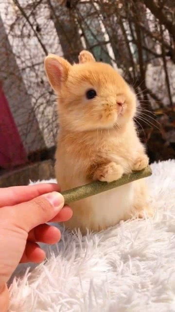 兔兔那么可爱,为什么要吃兔兔 