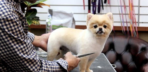 被小狗咬断手指的韩国宠物美容师,却无法得到赔偿
