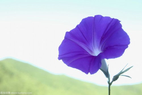 牵牛花为什么叫喇叭花呢,写了好多都错了,也不知道怎么答材好