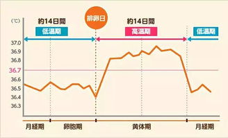 什么时间是最佳受孕时机：排卵日还是排卵期？