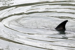纽约一海豚搁浅污水中等待潮汐救命 