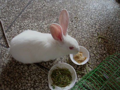 怎样养好一只兔子 怎样让它不生病 