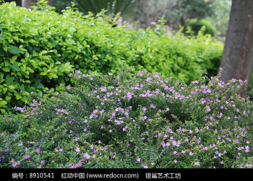 紫花与灌木丛高清图片下载 红动网 