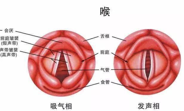 野蛮其体魄 中医特效处方集连载│咽炎 喉炎 咽喉炎效方2首