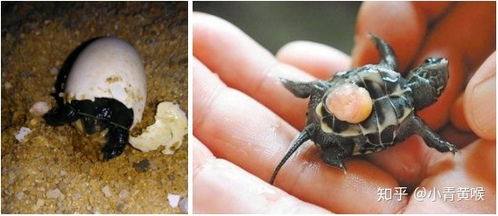 刚孵化的乌龟怎么养 怎么养好刚孵化的乌龟-图2