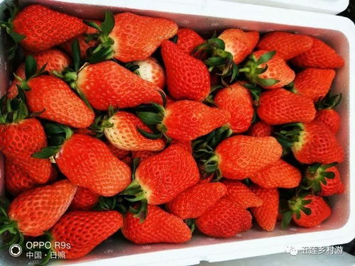 甜蜜的大草莓,遇上甜蜜的情人节和春节 