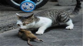 猫喜欢抓老鼠的原因,最后一个你肯定不知道 小猫 