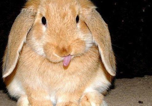 兔子的舌头有什么作用 