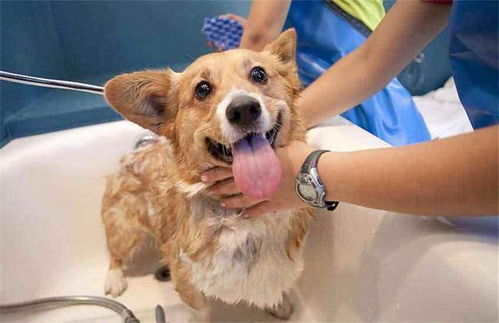 宠物狗狗的沐浴用品怎么选择呢 能用人的吗