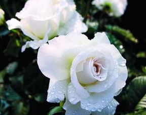 十一朵玫瑰加三朵康乃馨加一朵百合再加满天星的花语是什么？