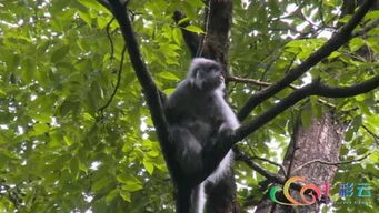 上树摘野果 猴宝宝打闹嬉戏 快看国家一级保护动物灰叶猴生活场景珍贵视频