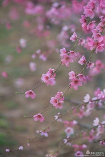 惊艳 遵化 十里桃花峪 花开正浓 赏花拍照赶紧约