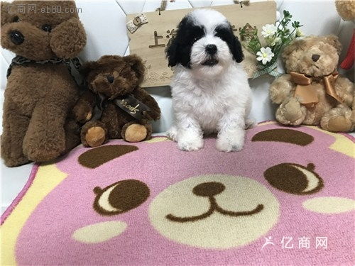 花泰迪价格花泰迪代理销售花泰迪颜色梦幻犬舍供 