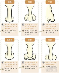 鼻子形状大小解读你命运玄机