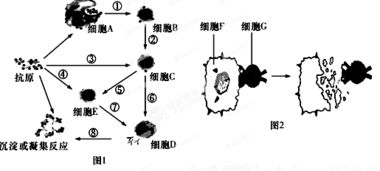 免疫调节的提高人体免疫调节能力 