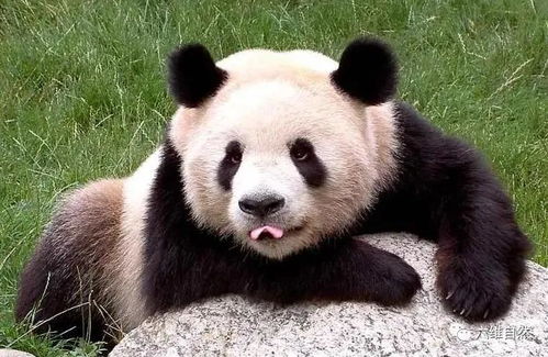 大熊猫野外种群数量达1800多只,受威胁程度等级,由濒危降为易危