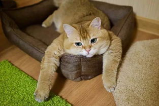 猫事 猫为什么经常伸懒腰