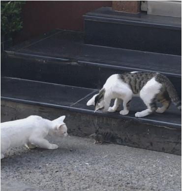当两只猫抓到一只老鼠,白猫 一个咋分,狸花猫 先玩够了再说
