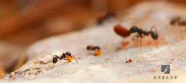 白天梦见蚂蚁上身驱赶蚂蚁