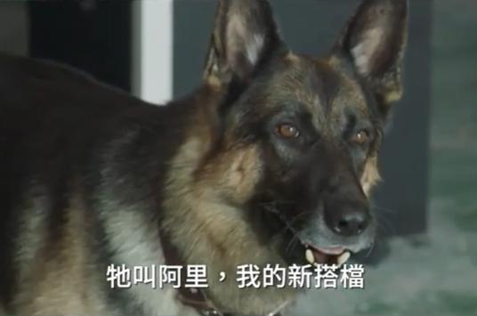 最新韩国狗狗喜剧片,一起搞笑破案 男主表示狗狗演员超棒