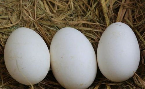 孕妇鹅蛋多久吃一个,孕妇吃鹅蛋，应该多少天吃一个