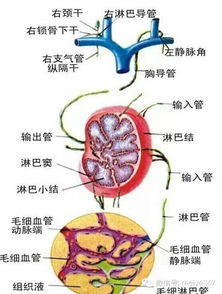 淋巴按摩可救命 