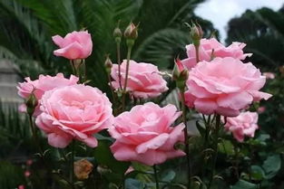 干玫瑰花搭配什么喝最好,怎样区分干玫瑰花和干月季花？