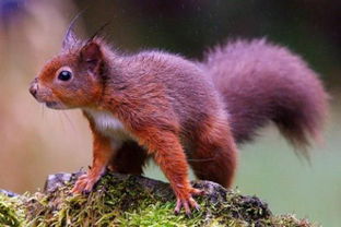 英国森林发现罕见的红松鼠 