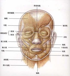 在人脸中,颊肌的下面,咬肌的里面是什么肌肉