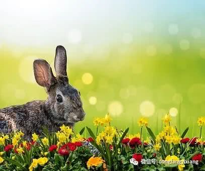 6月5日 闰四月十四 芒种节气,十二生肖运势与注意事项