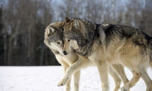 狗和狼有什么区别,狼被驯养之后,真的能够变成狗吗