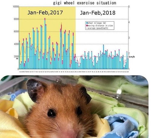 日本狂人打造心爱仓鼠最强豪宅 还附带天天健身计划