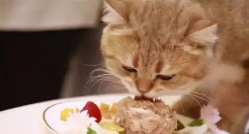 猫咪可不可以吃绿豆雪糕