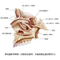 骨性鼻腔外侧壁 切除部分鼻甲,示鼻旁窦及鼻泪管开口 解剖图 影像园 