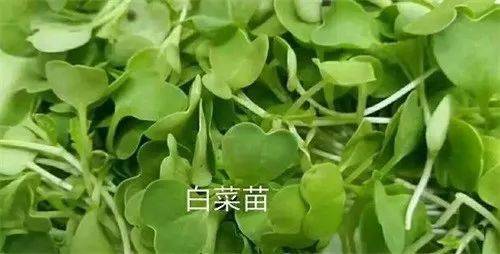 20种盘饰摆设方法,让你的出品更加悦目 附花草名称