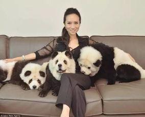 这个女人拥有三只 熊猫 哦,不,其实这是三只化了熊猫妆的狗 