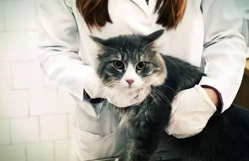 猫疫苗多久打一次,猫咪多久打一次疫苗