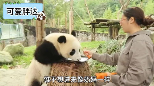你进过熊猫圈吗 你知道进熊猫圈里喂熊猫是一种什么样的体验吗