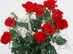 玫瑰花寓意和象征意义吉祥 1一100朵玫瑰花代表什么意思