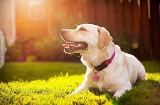 夏季必备 狗狗中暑症状以及抢救方法 