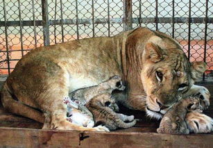 公老虎与母狮子交配生下四只虎狮兽 