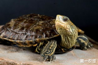 里海泽龟原产地生存环境图集 里海泽龟图片