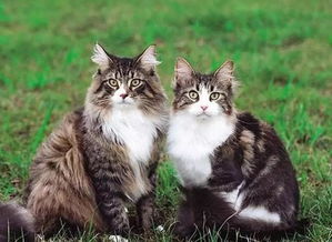 挪威森林猫好养吗,挪威森林猫好养吗？饲养需要注意什么？