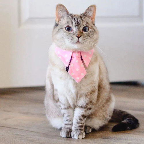 猫咪时装秀,你最喜欢哪一套