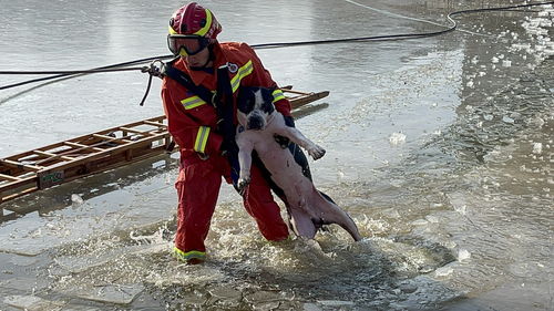 主人为救宠物狗双双落水,消防员爬冰救助,人 狗均获救